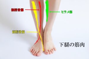 下腿の筋肉