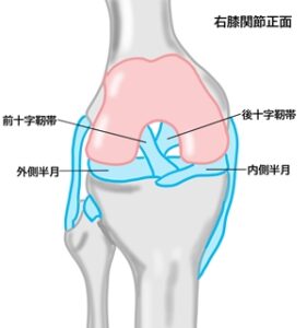 半月板