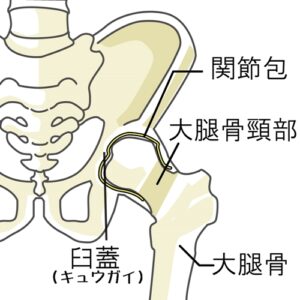 股関節
